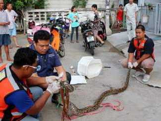 styles medium public images blog posts Adam Dupuis 2016 05 26 635998676707024897 AP Thailand Snake Ordeal