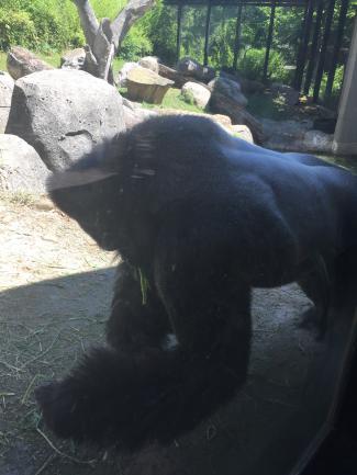 styles medium public images blog posts Adam Dupuis 2016 07 04 IMG 0169