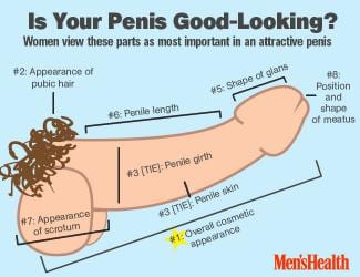 styles medium public images blog posts Adam Dupuis 2016 10 08 attractive penis infographic 0