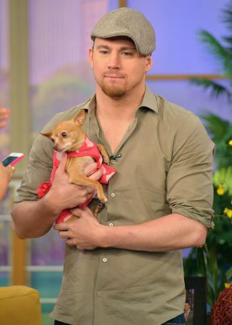 CHANNING TATUM Real men aren't afraid to be seen with little dogs. styles medium public images blog posts Adam Dupuis 2016 11 15 channing tatum2
