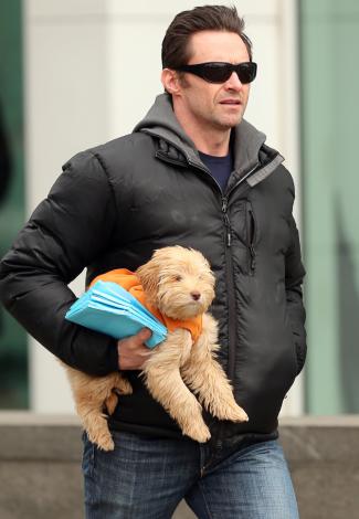 HUGH JACKMAN - Is it surprising that Wolverine likes to keep his canine comrades close? styles medium public images blog posts Adam Dupuis 2016 11 15 hugh jackman1