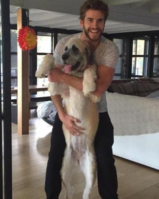 A well-documented dog lover, Liam Hemsworth believes every pup deserves the feeling of being held, no matter how large. styles medium public images blog posts Adam Dupuis 2016 11 15 liam hemsworth
