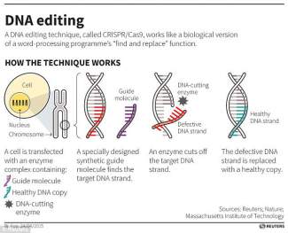 styles medium public images blog posts Adam Dupuis 2017 05 03 3FD1EB7200000578 4467840 The CRISPR Cas9 technqiue uses tags which identify the location a 26 1493767013155