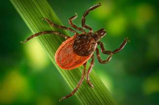 IMAGE OF A BLACKLEGGED TICK styles medium public images blog posts Adam Dupuis 2017 07 15 blacklegged tick CDC