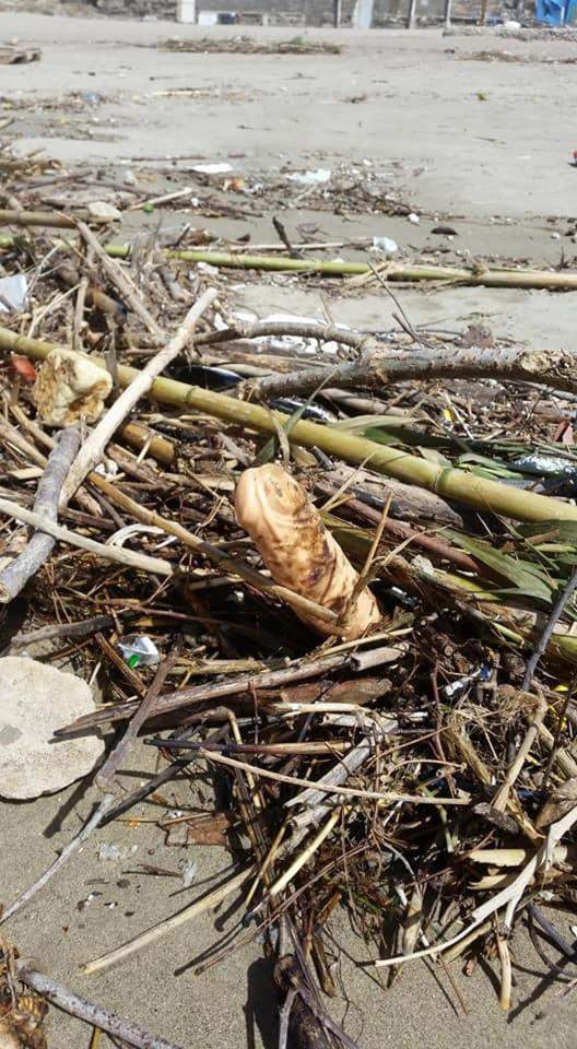 styles large public images blog posts Devin Randall 2017 09 20 Free Willy 2