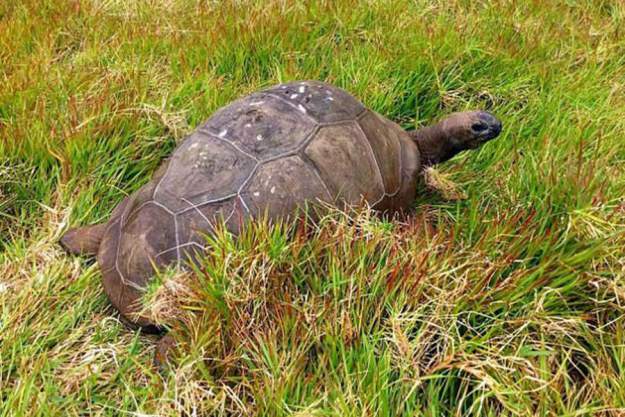 styles large public images blog posts Devin Randall 2017 10 21 tortoise2010a