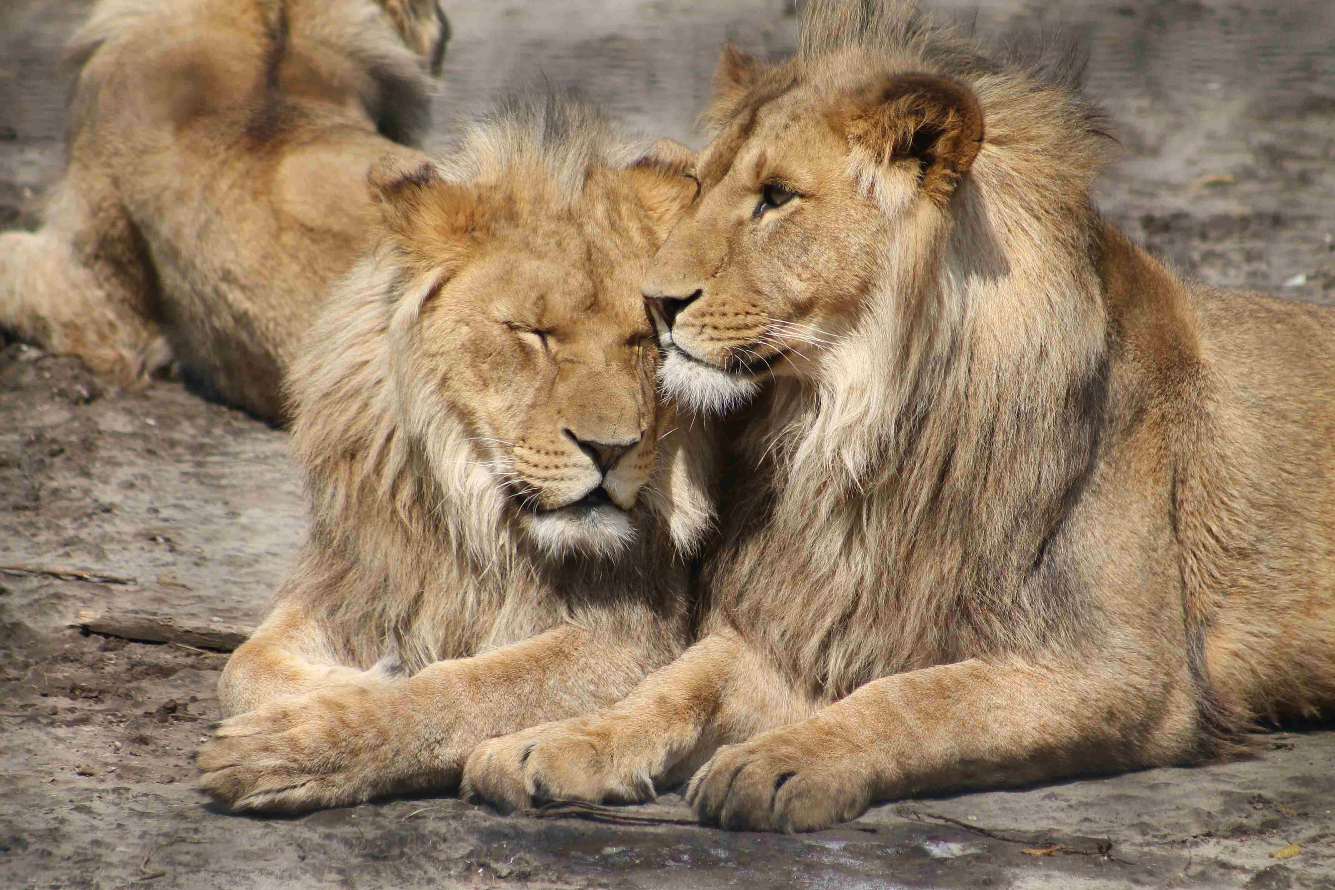 2 lions.jpg