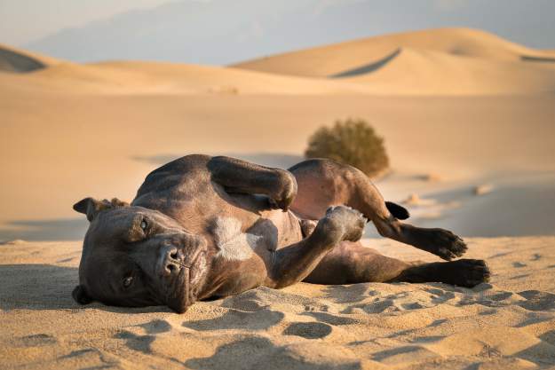 styles large public images blog posts Ryan Shea 2017 12 05 Golden Shower WEB sRGB