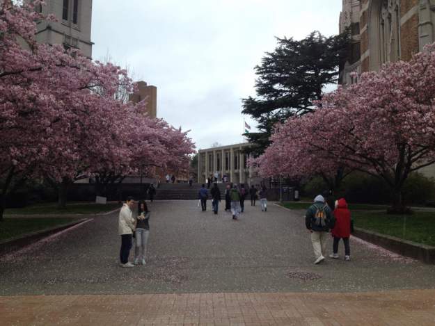 On the Campus of University of Washington. Even on an overcast day, the cherry blossoms were magical. styles large public images blog posts Adam Dupuis 2018 04 05 1534358 10152747884233761 4549324351529050168 n