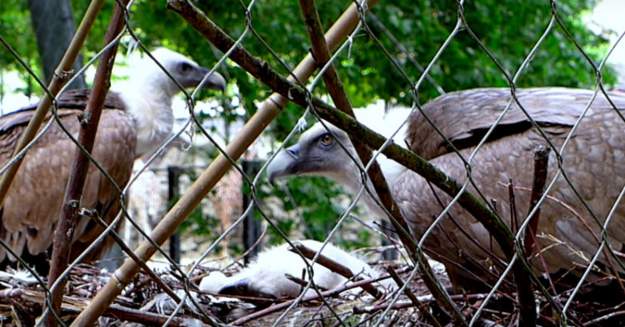 styles large public images blog posts Devin Randall 2018 04 20 Gay Vultures