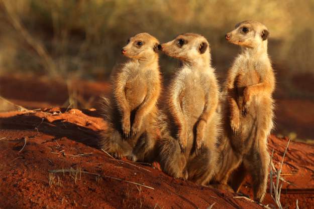 styles large public images blog posts David Lopez 2019 02 07 Meerkat Suricata suricatta Tswalu