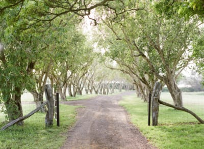 Tree Lined Drive Puakea Ranch copy e1568322581857