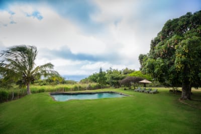 Yoshis pond 1 copy 3 e1568322858215