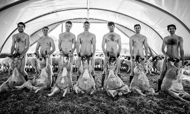 RoyalVetrinaryCollege Sheep