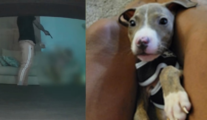 AtlantaArmedRobbery PuppyBuddy