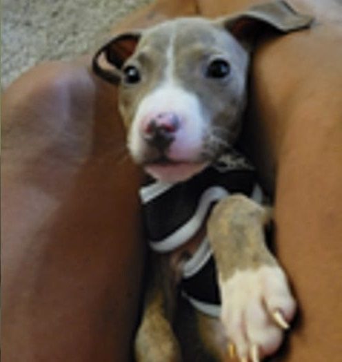 AtlantaArmedRobberyPuppy