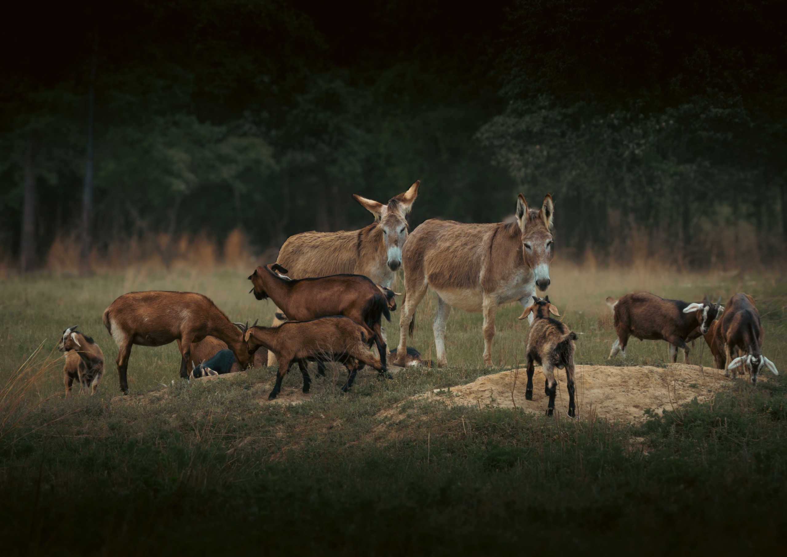 Photo by Dmytro Koplyk scaled