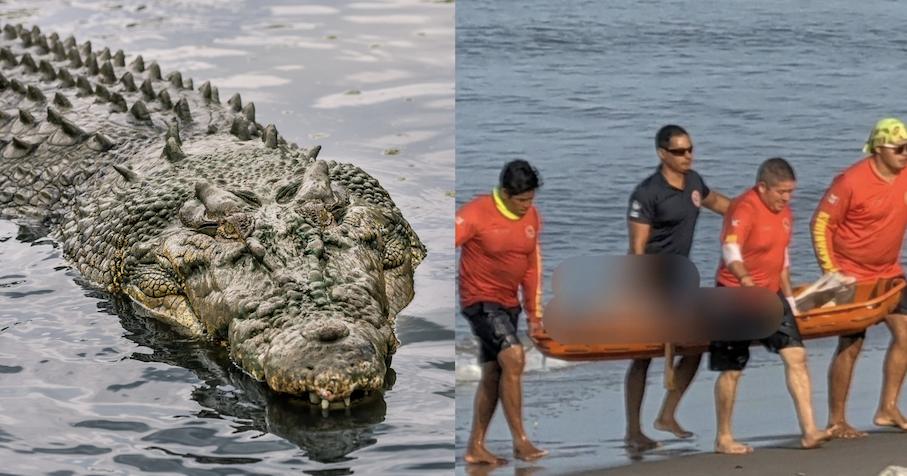 crocodile