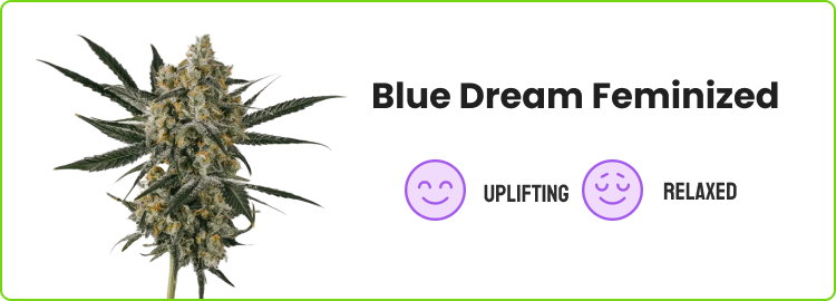 Blue Dream Feminized