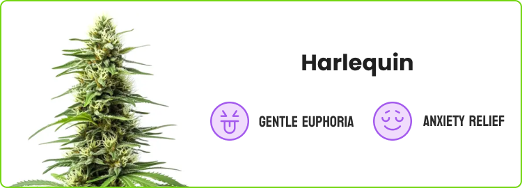 Harlequin