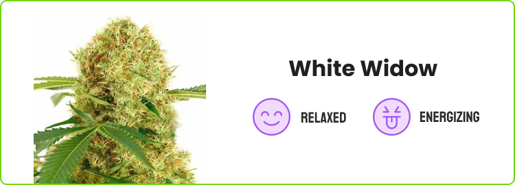 White Widow